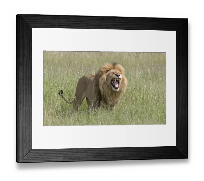 Framed Print : Africa, Tanzania, Serengeti. Lion displaying the Flehmen reaction Framed Print : Africa, Tanzania, Serengeti. Lion displaying the Flehmen reaction
