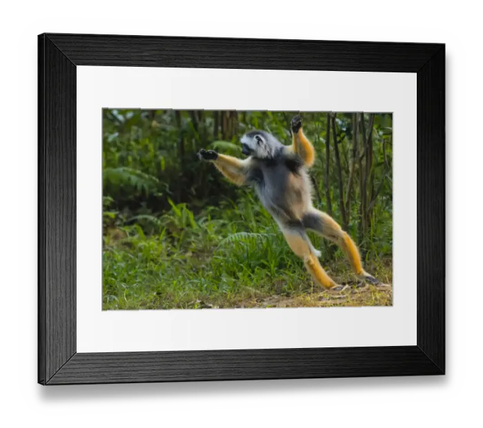 Framed Print : Madagascar, Andasibe, Vakona Lodge, Lemur Island. Diademed sifaka (Propithecus diadema