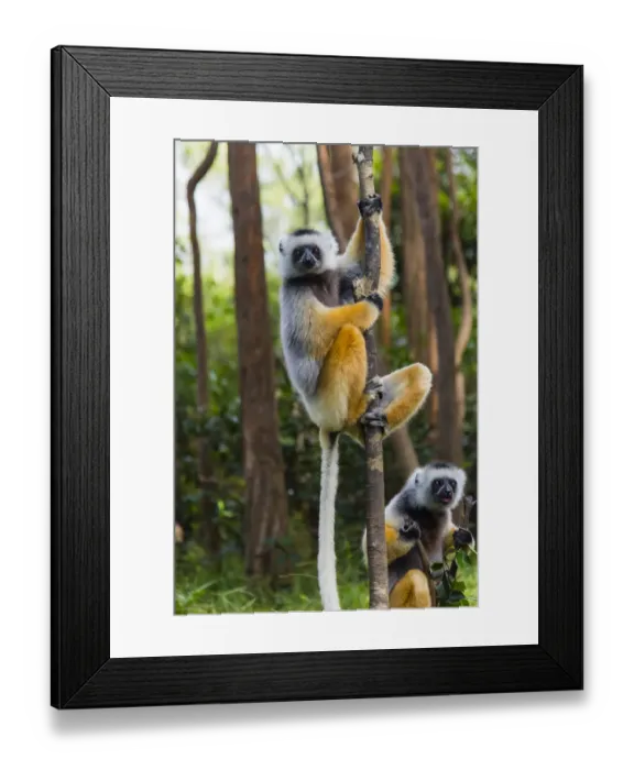 Framed Print : Madagascar, Andasibe, Vakona Lodge, Lemur Island. Diademed sifakas (Propithecus diadema
