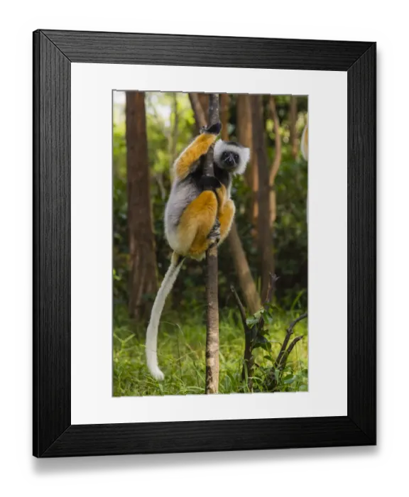 Framed Print : Madagascar, Andasibe, Vakona Lodge, Lemur Island. Diademed sifaka (Propithecus diadema Framed Print : Madagascar, Andasibe, Vakona Lodge, Lemur Island. Diademed sifaka (Propithecus diadema