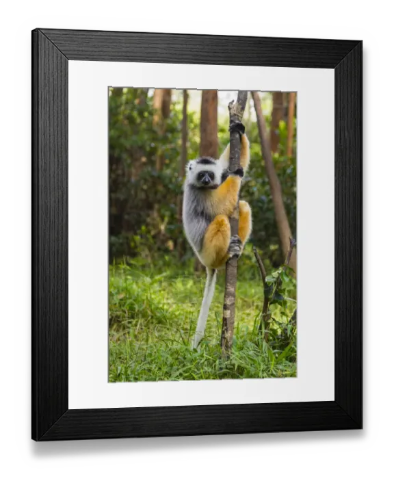 Framed Print : Madagascar, Andasibe, Vakona Lodge, Lemur Island. Diademed sifaka (Propithecus diadema Framed Print : Madagascar, Andasibe, Vakona Lodge, Lemur Island. Diademed sifaka (Propithecus diadema