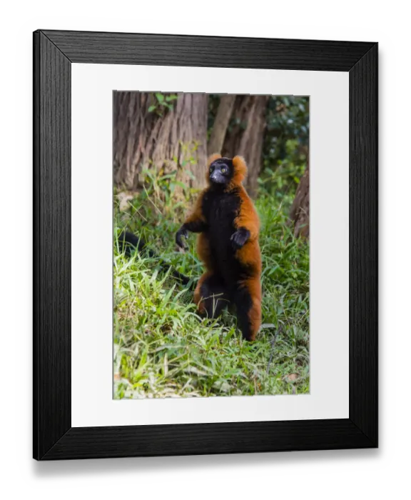 Framed Print : Madagascar, Andasibe, Vakona Lodge, Lemur Island. Red ruffed lemur (Varecia rubra Framed Print : Madagascar, Andasibe, Vakona Lodge, Lemur Island. Red ruffed lemur (Varecia rubra