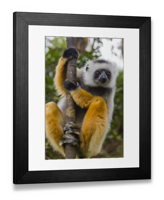 Framed Print : Madagascar, Andasibe, Vakona Lodge, Lemur Island. Diademed sifaka (Propithecus diadema