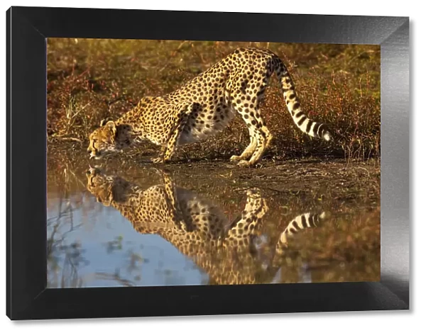 Namibia. Adult cheetah drinking and reflecting in water