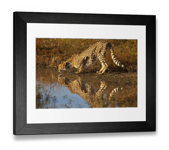 Framed Print : Namibia. Adult cheetah drinking and reflecting in water