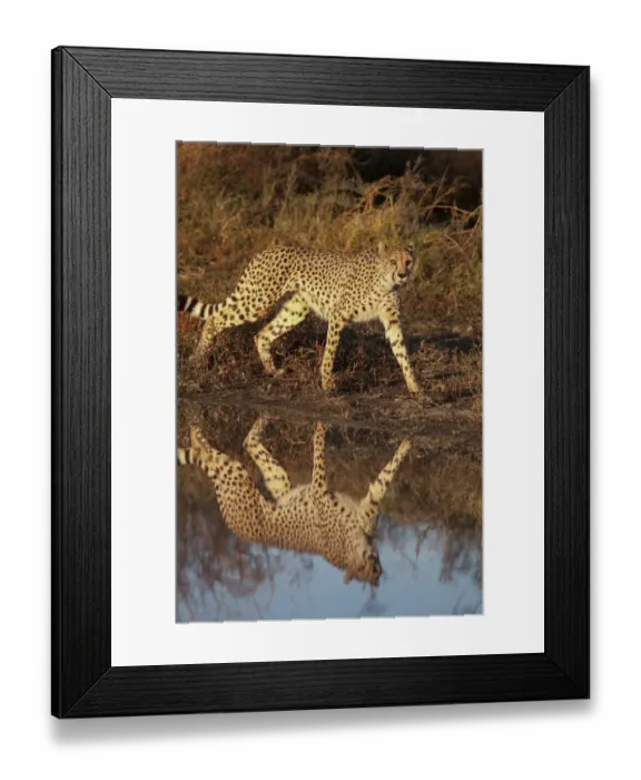 Framed Print : Namibia. Adult cheetah reflecting in water Framed Print : Namibia. Adult cheetah reflecting in water