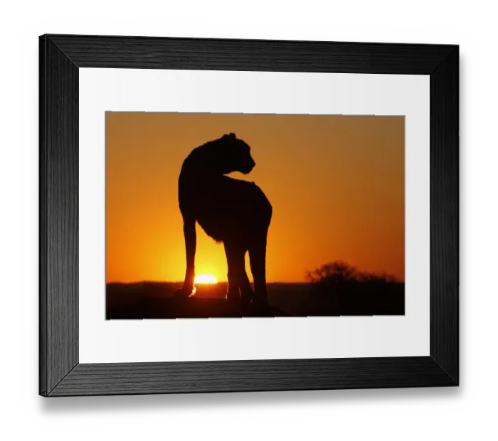 Framed Print : Namibia. Cheetah silhouette at sunset Framed Print : Namibia. Cheetah silhouette at sunset