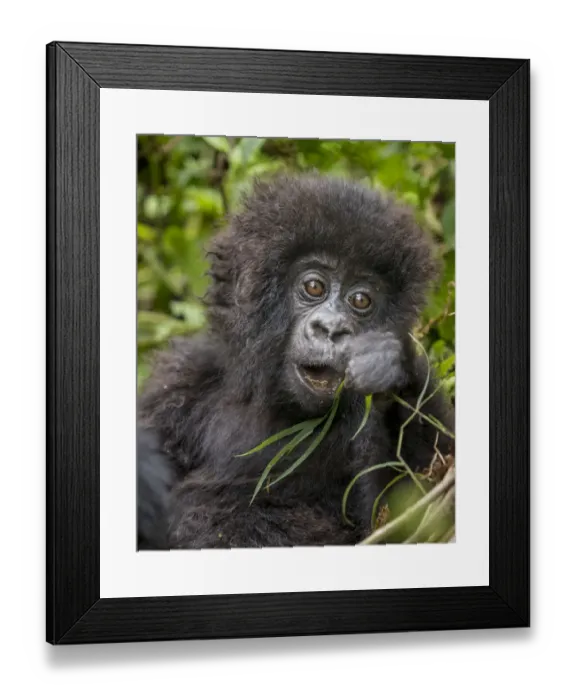 Framed Print : Africa, Rwanda, Volcanoes National Park, Baby Mountain Gorilla (Gorilla beringei beringei Framed Print : Africa, Rwanda, Volcanoes National Park, Baby Mountain Gorilla (Gorilla beringei beringei
