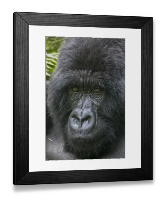 Framed Print : Africa, Rwanda, Volcanoes National Park, Close-up portrait of adult male Mountain Gorilla Framed Print : Africa, Rwanda, Volcanoes National Park, Close-up portrait of adult male Mountain Gorilla