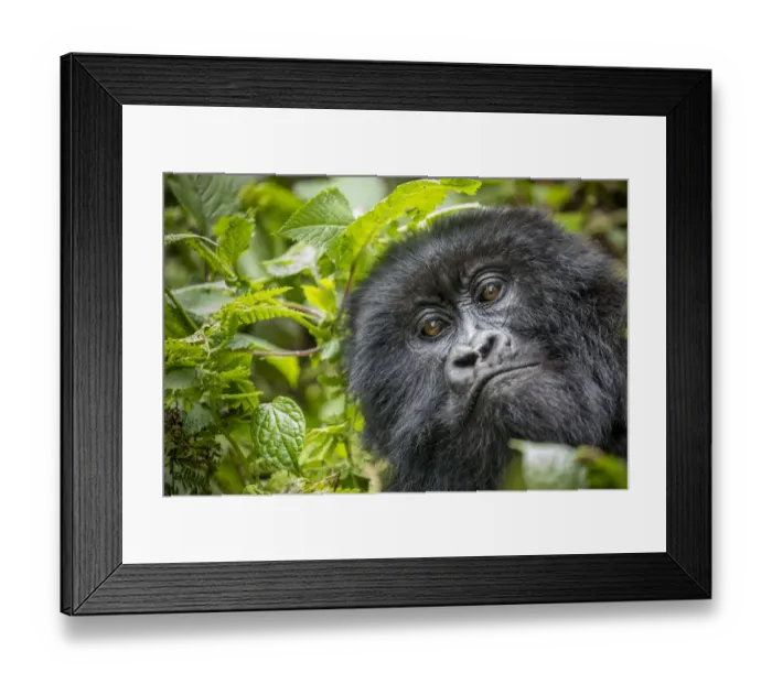 Framed Print : Africa, Rwanda, Volcanoes National Park, Close-up portrait of adult Mountain Gorilla Framed Print : Africa, Rwanda, Volcanoes National Park, Close-up portrait of adult Mountain Gorilla