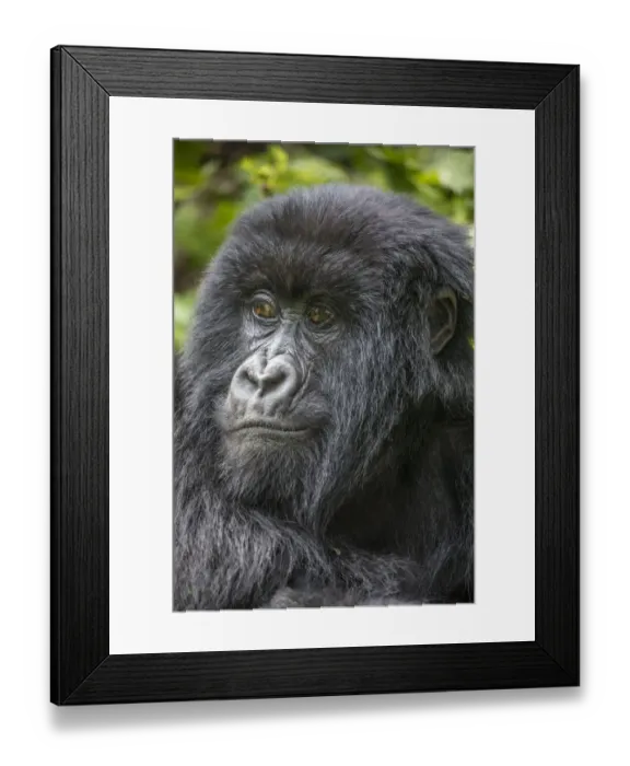 Framed Print : Africa, Rwanda, Volcanoes National Park, Portrait of Mountain Gorilla Framed Print : Africa, Rwanda, Volcanoes National Park, Portrait of Mountain Gorilla
