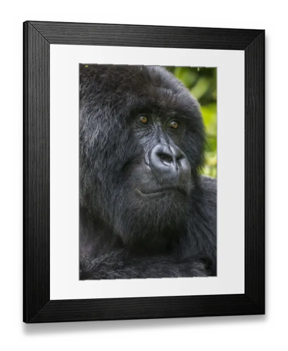 Framed Print : Africa, Rwanda, Volcanoes National Park, Close-up portrait of adult male Mountain Gorilla