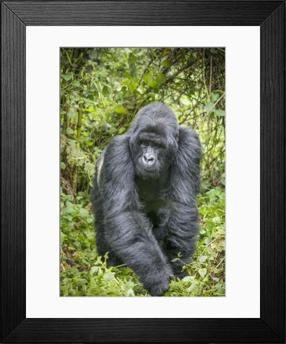 Framed Print : Africa, Rwanda, Volcanoes National Park, Mountain Gorilla Silverback Male Framed Print : Africa, Rwanda, Volcanoes National Park, Mountain Gorilla Silverback Male