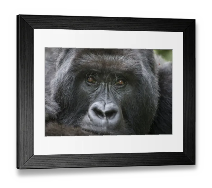 Framed Print : Africa, Rwanda, Volcanoes National Park, Portrait of Mountain Gorilla