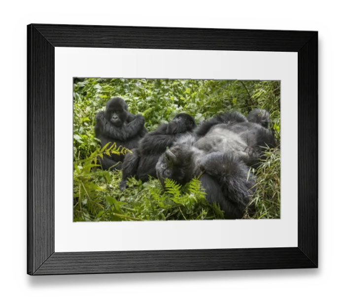 Framed Print : Africa, Rwanda, Volcanoes National Park, Mountain Gorillas (Gorilla beringei beringei Framed Print : Africa, Rwanda, Volcanoes National Park, Mountain Gorillas (Gorilla beringei beringei
