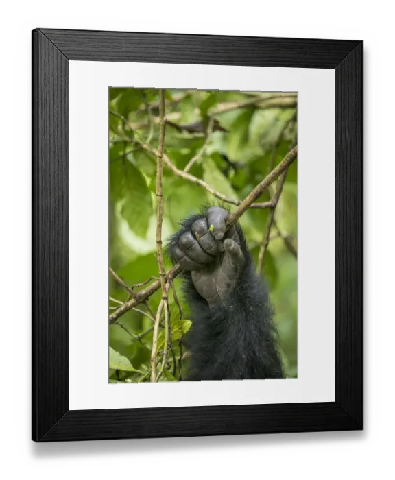 Framed Print : Africa, Rwanda, Volcanoes National Park, Close-up of Mountain Gorilla