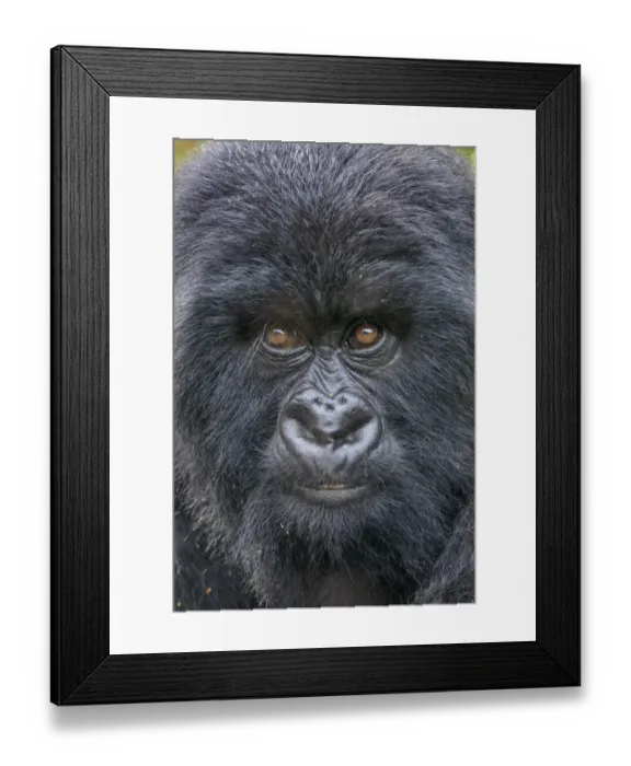 Framed Print : Africa, Rwanda, Volcanoes National Park, Close-up portrait of Mountain Gorilla