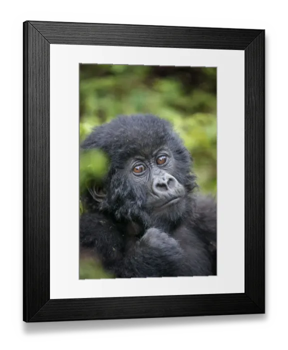 Framed Print : Africa, Rwanda, Volcanoes National Park, Portrait of Baby Mountain Gorilla Framed Print : Africa, Rwanda, Volcanoes National Park, Portrait of Baby Mountain Gorilla