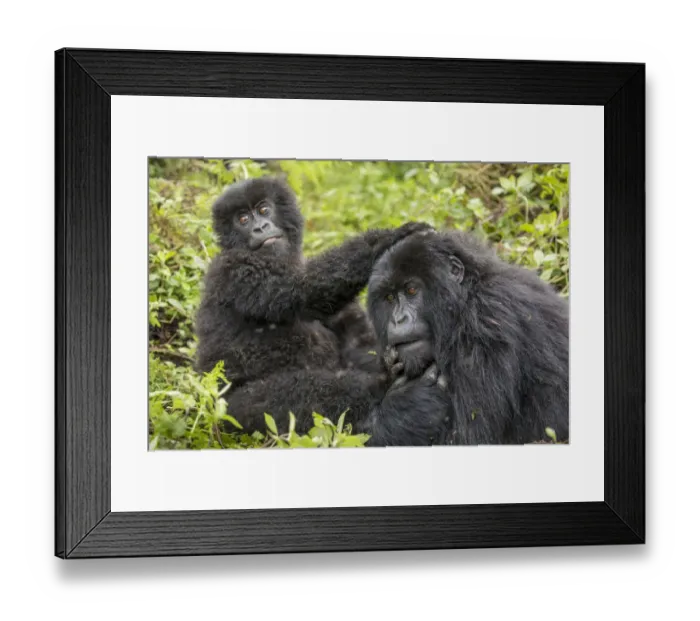 Framed Print : Africa, Rwanda, Volcanoes National Park, Young Mountain Gorilla Framed Print : Africa, Rwanda, Volcanoes National Park, Young Mountain Gorilla
