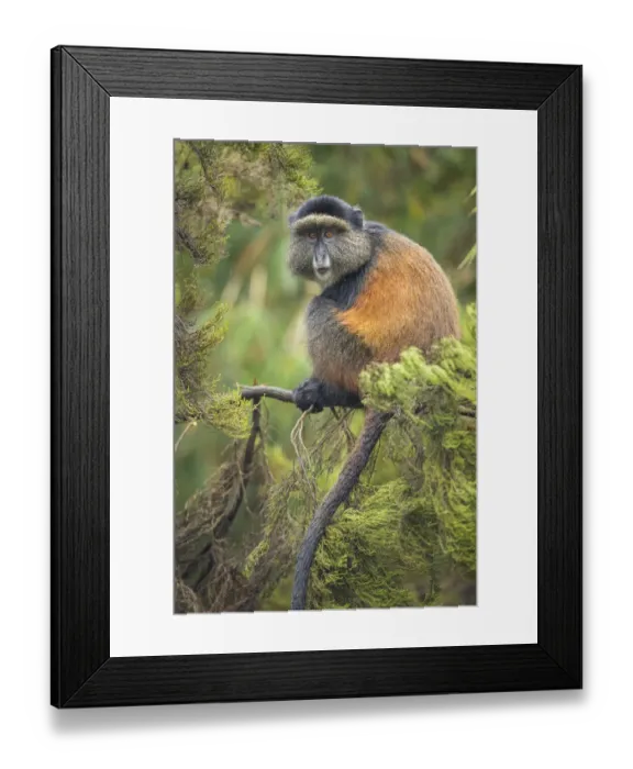 Framed Print : Africa, Rwanda, Volcanoes National Park, Golden Monkey (Cercopithecus kandti