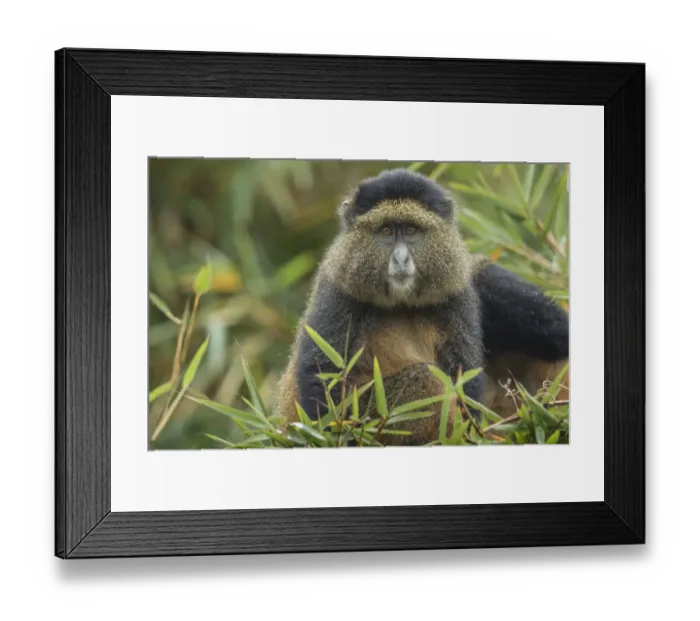 Framed Print : Africa, Rwanda, Volcanoes National Park, Golden Monkey (Cercopithecus kandti Framed Print : Africa, Rwanda, Volcanoes National Park, Golden Monkey (Cercopithecus kandti