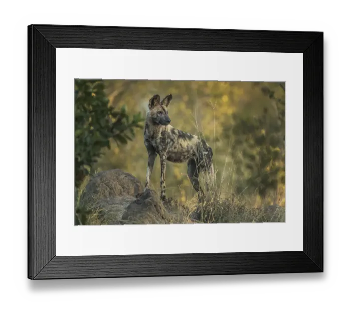 Framed Print : South Africa, Sabi Sabi Private Reserve. Wild dog at sunrise