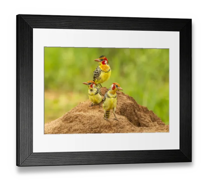 Framed Print : Africa, Tanzania, Tarangire National Park. Red-and-yellow barbets on dirt mound