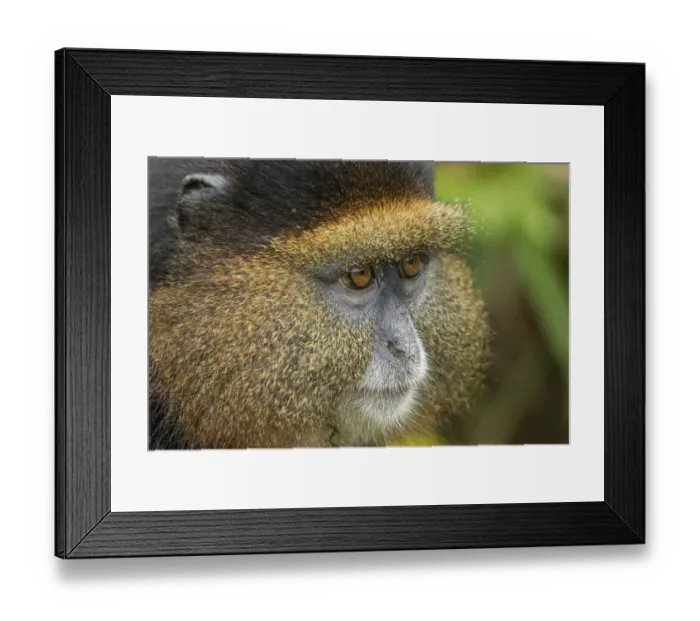 Framed Print : Africa, Rwanda, Volcanoes National Park, Close-up portrait of Golden Monkey Framed Print : Africa, Rwanda, Volcanoes National Park, Close-up portrait of Golden Monkey