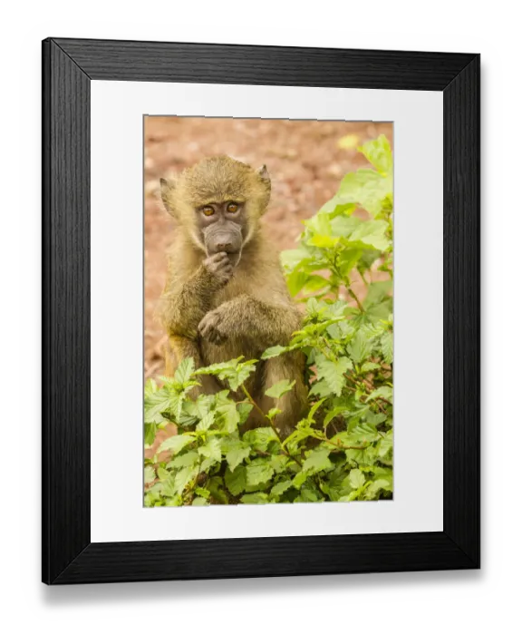 Framed Print : Africa, Tanzania, Lake Manyara National Park. Olive baboon baby close-up Framed Print : Africa, Tanzania, Lake Manyara National Park. Olive baboon baby close-up