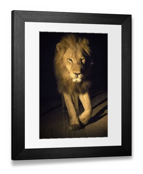 Framed Print : South Africa, Sabi Sabi Private Reserve. Abstract of male lion walking
