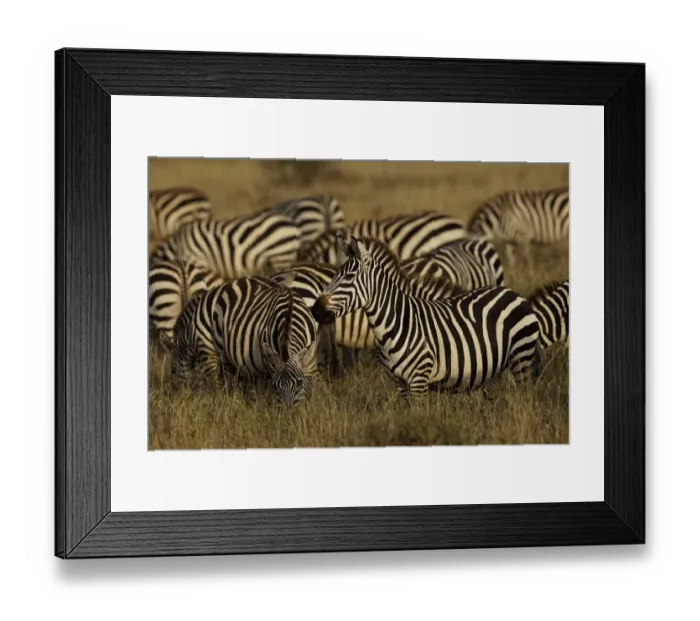 Framed Print : Burchells Zebra, Equus burchellii, Serengeti National Park, Tanzania, Africa Framed Print : Burchells Zebra, Equus burchellii, Serengeti National Park, Tanzania, Africa