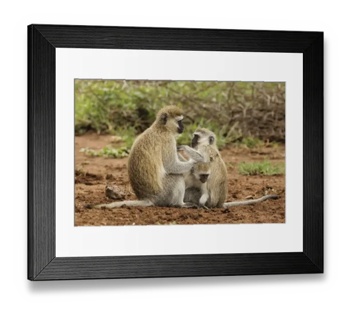 Framed Print : Black faced vervet monkey with babies, Chlorocebus pygerythrus, Serengeti National Park