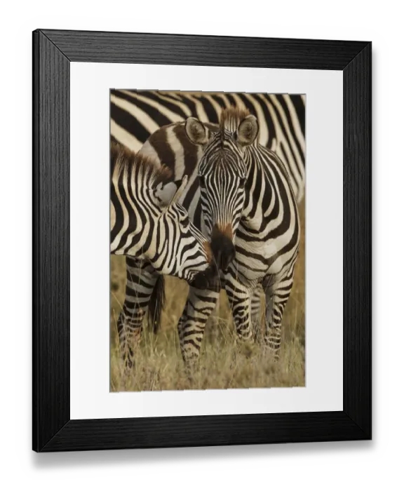 Framed Print : Burchells Zebra, Equus burchellii, Serengeti National Park, Tanzania, Africa Framed Print : Burchells Zebra, Equus burchellii, Serengeti National Park, Tanzania, Africa