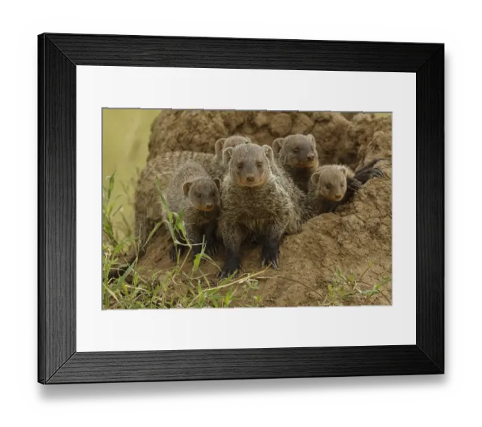 Framed Print : Mother and young Banded mongoose on termite mound, Serengeti National Park, Tanzania Framed Print : Mother and young Banded mongoose on termite mound, Serengeti National Park, Tanzania