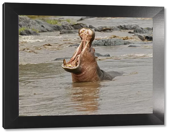 Hippopotamus making threat display, Hippopotamus amphibius, Serengeti National Park