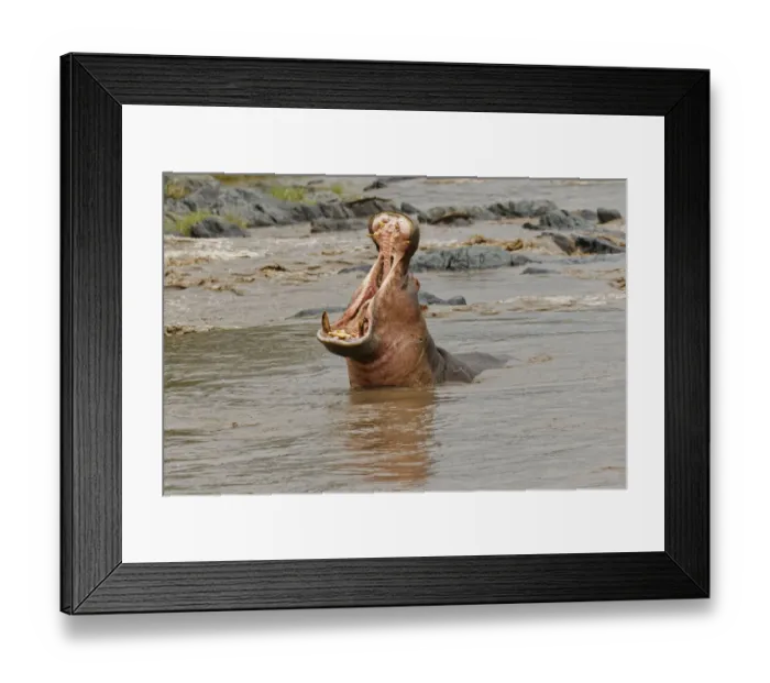 Framed Print : Hippopotamus making threat display, Hippopotamus amphibius, Serengeti National Park Framed Print : Hippopotamus making threat display, Hippopotamus amphibius, Serengeti National Park