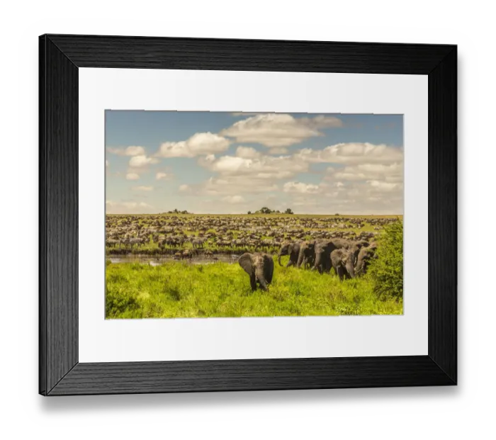 Framed Print : Africa, Tanzania, Serengeti National Park. Migration of zebras Framed Print : Africa, Tanzania, Serengeti National Park. Migration of zebras