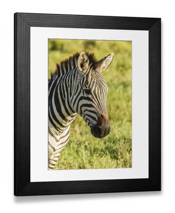 Framed Print : Africa, Tanzania, Ngorongoro Crater. Plains zebra head. Credit as Framed Print : Africa, Tanzania, Ngorongoro Crater. Plains zebra head. Credit as