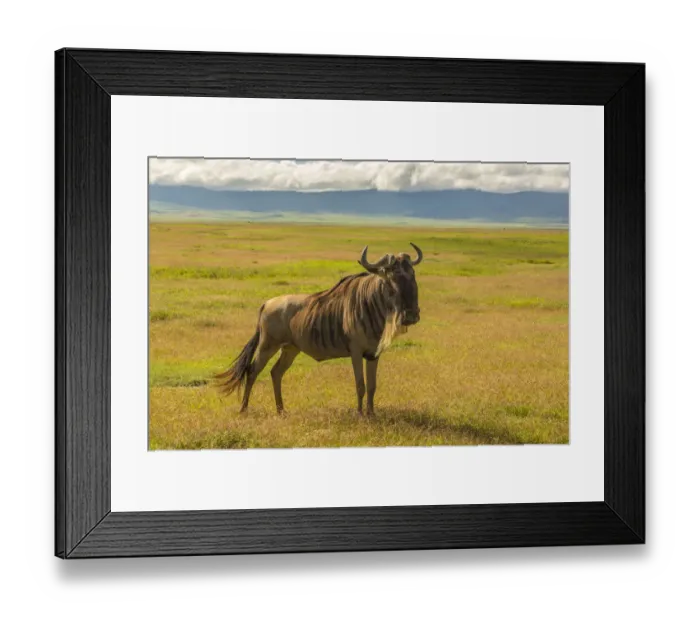 Framed Print : Africa, Tanzania, Ngorongoro Crater. White bearded wildebeest on plain Framed Print : Africa, Tanzania, Ngorongoro Crater. White bearded wildebeest on plain