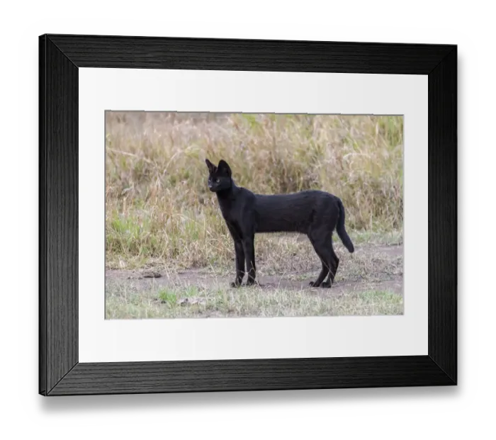 Framed Print : Africa, Tanzania, Serengeti National Park. Black serval cat in grass Framed Print : Africa, Tanzania, Serengeti National Park. Black serval cat in grass