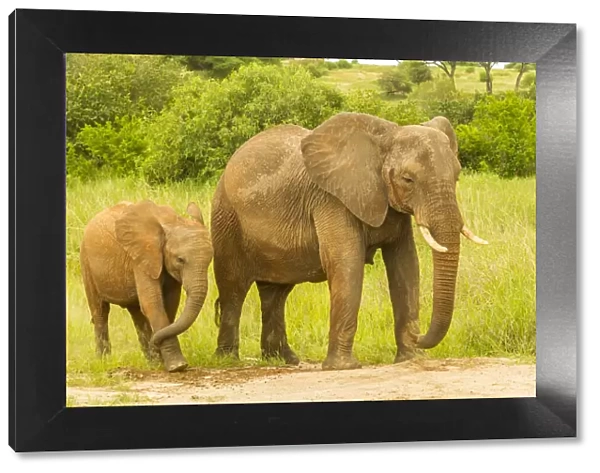 Africa, Tanzania, Tarangire National Park. African elephant adult and baby