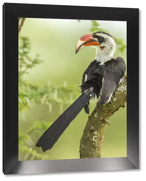 Africa, Tanzania, Tarangire National Park. Von der Deckens hornbill bird close-up