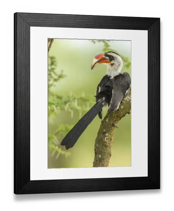 Framed Print : Africa, Tanzania, Tarangire National Park. Von der Deckens hornbill bird close-up