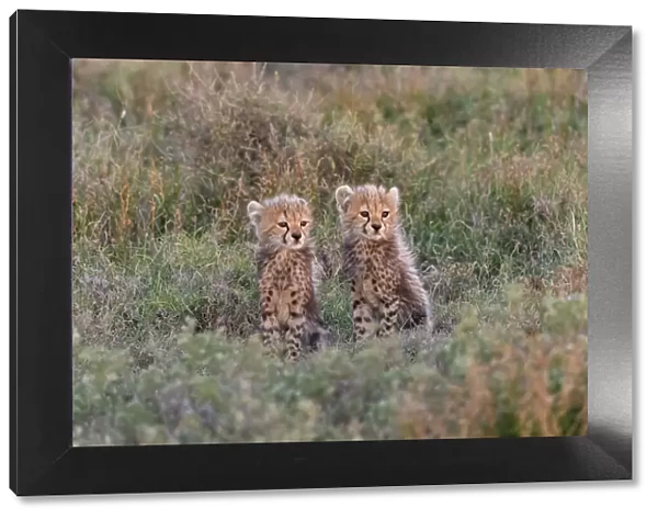 Africa, Tanzania, Serengeti National Park. Baby cheetahs close-up
