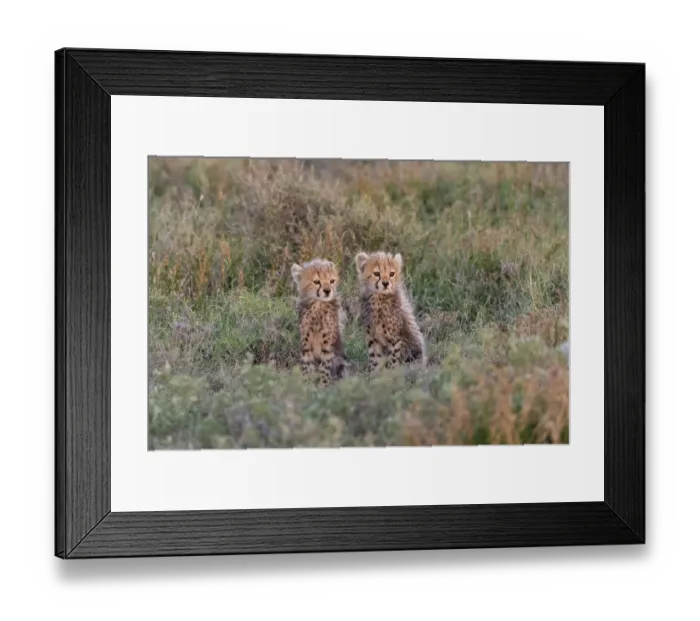 Framed Print : Africa, Tanzania, Serengeti National Park. Baby cheetahs close-up Framed Print : Africa, Tanzania, Serengeti National Park. Baby cheetahs close-up