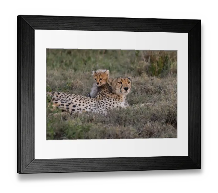Framed Print : Africa, Tanzania, Serengeti National Park. Mother cheetah and baby Framed Print : Africa, Tanzania, Serengeti National Park. Mother cheetah and baby
