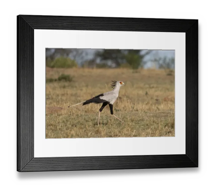 Framed Print : Africa, Tanzania, Serengeti National Park. Secretary bird Framed Print : Africa, Tanzania, Serengeti National Park. Secretary bird