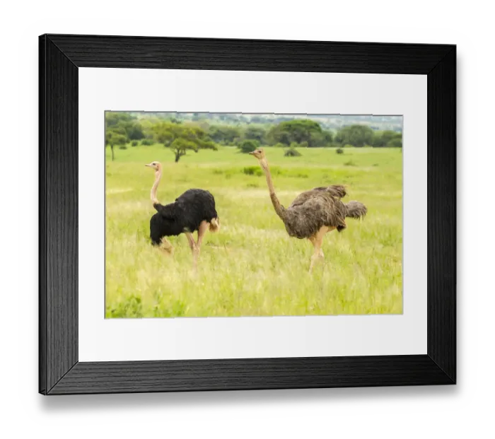 Framed Print : Africa, Tanzania, Tarangire National Park. Ostrich male and female close-up