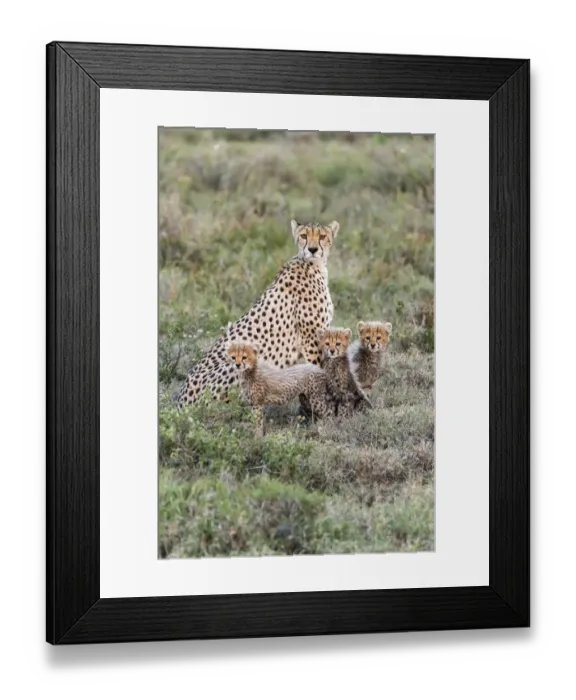 Framed Print : Africa, Tanzania, Serengeti National Park. Mother cheetah and young