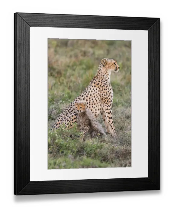 Framed Print : Africa, Tanzania, Serengeti National Park. Mother cheetah and baby